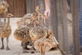 Young ostriches Royalty Free Stock Photo
