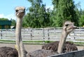 Young ostriches at a farm Royalty Free Stock Photo