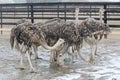 Young ostriches walking on ostrich farm.