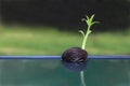 Young othalanga sprout seed float Royalty Free Stock Photo