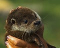 Young otter