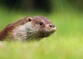 Young otter portrait