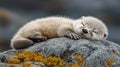 A young otter sleeps soundly on a rock Royalty Free Stock Photo