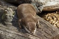 Young otter in the sun, England