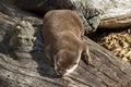 Young otter in the sun, England