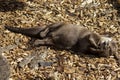 Young otter in the sun, England