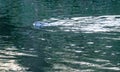 A young otter swims as it passes through the city where it is known by its inhabitants