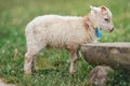 Young ouessant sheep or lamb, closeup detail on head, blurred green meadow background, wooden bench near Royalty Free Stock Photo