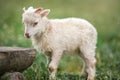 Young ouessant sheep or lamb, closeup detail on head, blurred green meadow background, wooden bench near Royalty Free Stock Photo