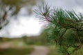 Young ovary cones of cedar, pine and larch on branches with needles, spring photo of the period of active growth - photo Royalty Free Stock Photo