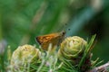 Essex skipper on larch strobili: young ovulate cones Royalty Free Stock Photo