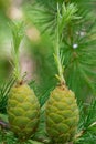 Larch strobili: young ovulate cones Royalty Free Stock Photo