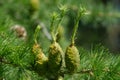 Larch strobili: young ovulate cones Royalty Free Stock Photo