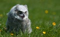 A young owl Royalty Free Stock Photo