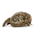 Young owl (4 weeks) Royalty Free Stock Photo