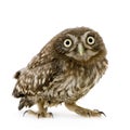 Young owl (4 weeks) Royalty Free Stock Photo