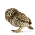 Young owl (4 weeks) Royalty Free Stock Photo