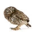 Young owl (4 weeks) Royalty Free Stock Photo