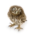 Young owl (4 weeks) Royalty Free Stock Photo