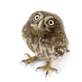 Young owl (4 weeks) Royalty Free Stock Photo