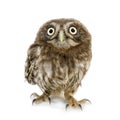 Young owl (4 weeks) Royalty Free Stock Photo