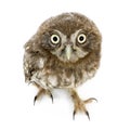 Young owl (4 weeks) Royalty Free Stock Photo