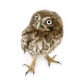 Young owl (4 weeks) Royalty Free Stock Photo