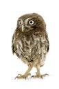 Young owl (4 weeks) Royalty Free Stock Photo