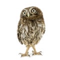 Young owl (4 weeks) Royalty Free Stock Photo