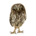 Young owl (4 weeks) Royalty Free Stock Photo