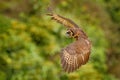 Young owl fly in vegetation. Bird in wild nature. Spectacled Owl, Pulsatrix perspicillata, big owl in the nature habitat, flight