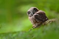 Young owl in forest. Owl in green vegetation habitat. Boreal owl, Aegolius funereus, sitting on larch tree trunk with clear green Royalty Free Stock Photo