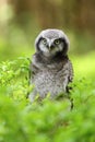 Young owl in forest Royalty Free Stock Photo