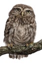 Young owl perching on branch Royalty Free Stock Photo