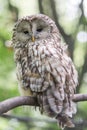 Young owl perching on branch. Royalty Free Stock Photo