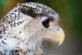 Young owl portrait close up with head Royalty Free Stock Photo
