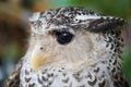 Young owl portrait close up with head Royalty Free Stock Photo