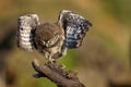 The young owl sitting on a stick with open wings Athene noctua Royalty Free Stock Photo