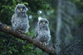 Young Owls