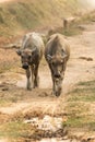 Young oxen Cambodia near Siem Reap