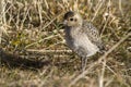 Young Pacific Golden Plover autumn day in the grass on Bering