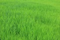 Young paddy seed growing in field. Green grass in the wind. Fresh green grass background. Green color background. Paddy plant. Royalty Free Stock Photo