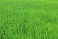 Young paddy seed growing in field. Green grass in the wind. Fresh green grass background. Green color background. Paddy plant. Royalty Free Stock Photo