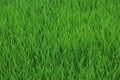 Young paddy seed growing in field. Green grass in the wind. Fresh green grass background. Green color background. Paddy plant. Royalty Free Stock Photo