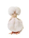 Young Padovana chicken Royalty Free Stock Photo