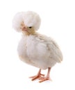 Young Padovana chicken Royalty Free Stock Photo