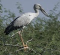 The young painted stork with crooked beak sitting on tree branch Royalty Free Stock Photo