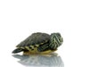 Young painted turtle Royalty Free Stock Photo