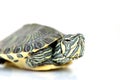 Young painted turtle Royalty Free Stock Photo