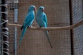 A young pair of Alexander parakeets Royalty Free Stock Photo
